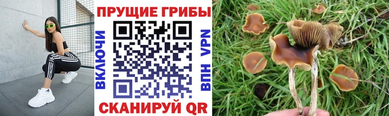 Псилоцибиновые грибы Cubensis  Сланцы 